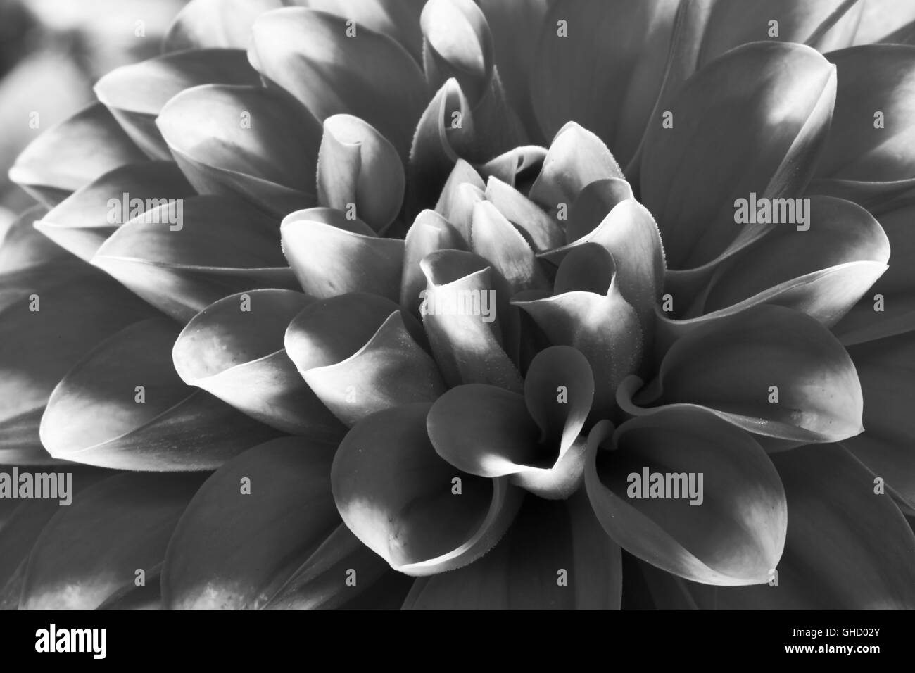 Image en noir et blanc d'un dahlia rouge, Dalina Maxi Tampico (P), fleur. Banque D'Images