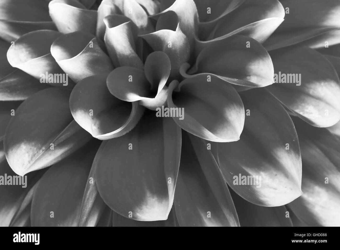 Image en noir et blanc d'un dahlia rouge, Dalina Maxi Tampico (P), fleur. Banque D'Images