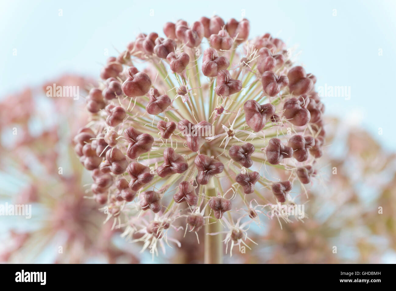 Carataviense Allium ail AGA Kara Tau formant comme graines fleurs mourir Juin Banque D'Images