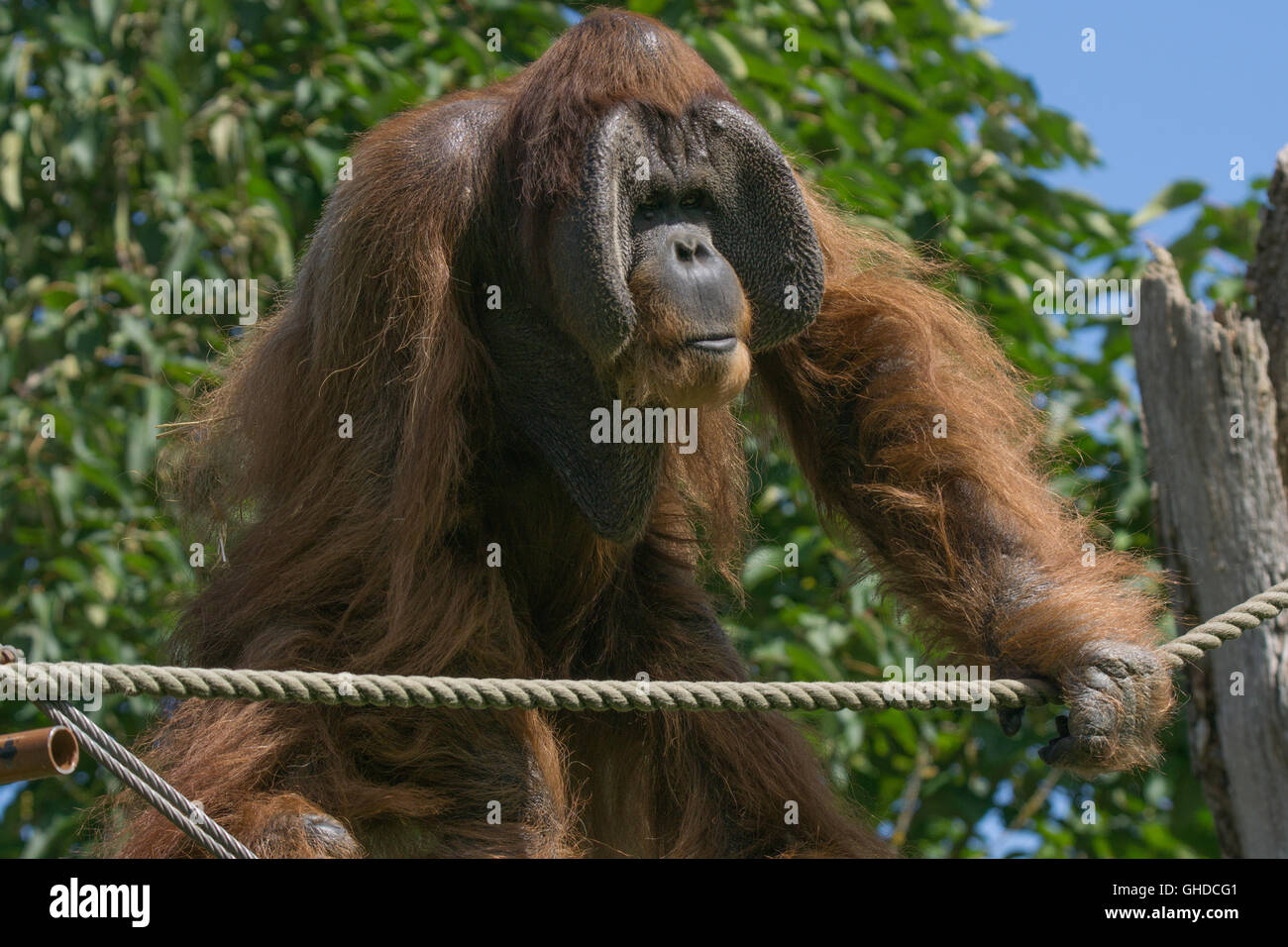 Un homme adulte, de l'orang-outan Durrell Wildlife Park,Jersey,Channel Islands Banque D'Images