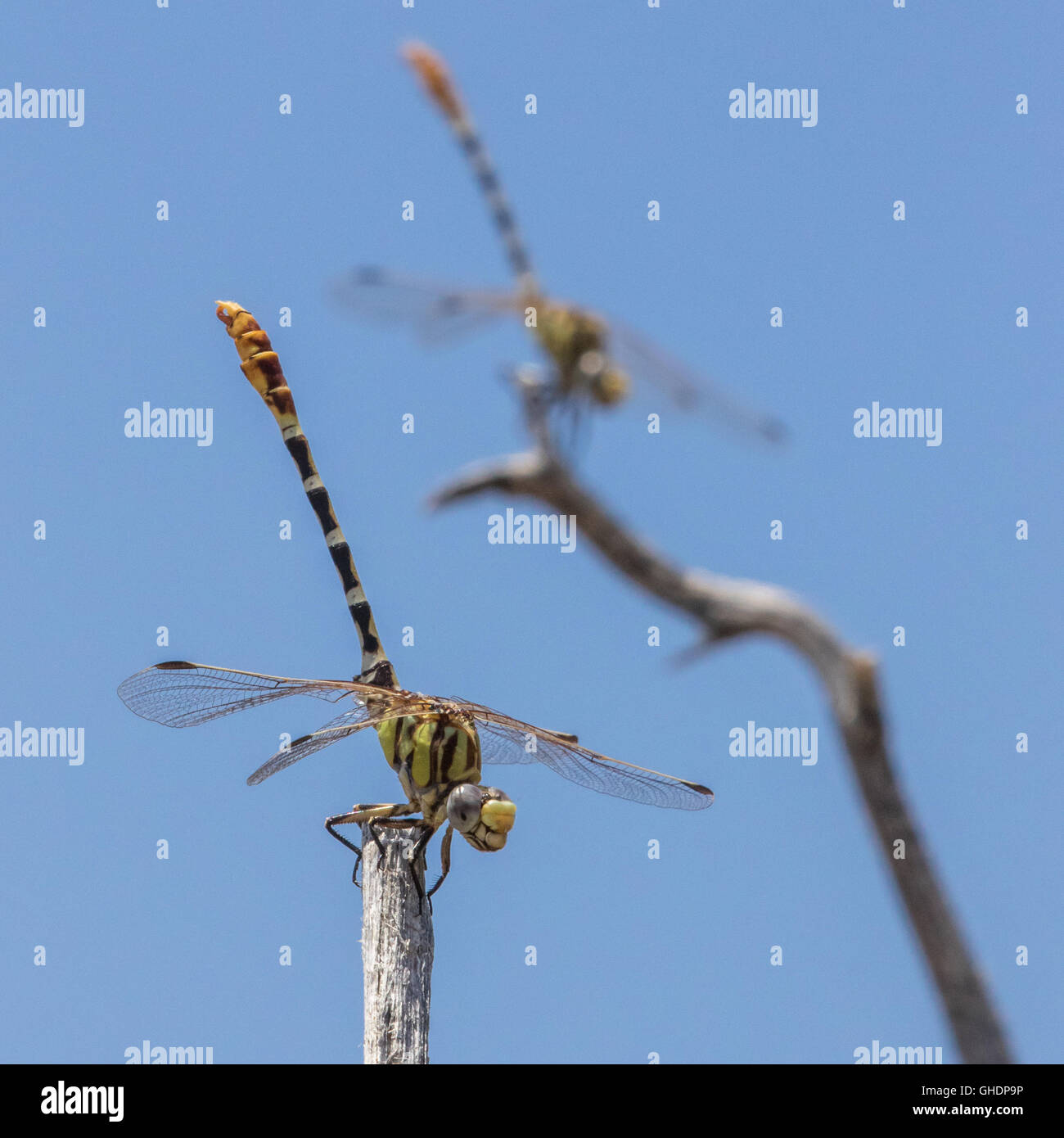 Une paire de l'est homme Erpetogomphus Ringtails, H. designatus, miroir pose comme ils l'obélisque d'éviter la chaleur de soleil du midi. Banque D'Images