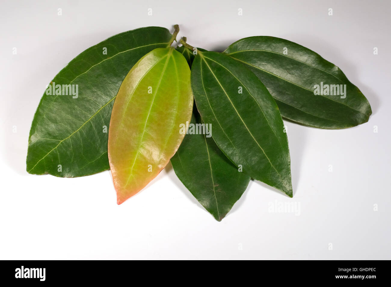 La cannelle, le Sri Lanka, les plantes, les feuilles Banque D'Images