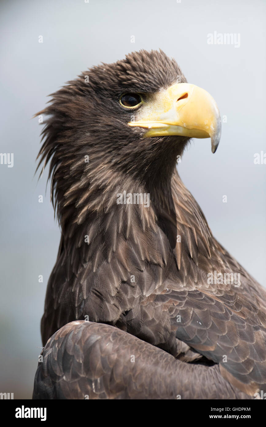 L'aigle de mer de Steller Haliaeetus pelagicus Banque D'Images