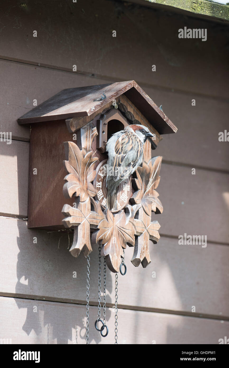 Moineau domestique Passer domesticus UK Banque D'Images