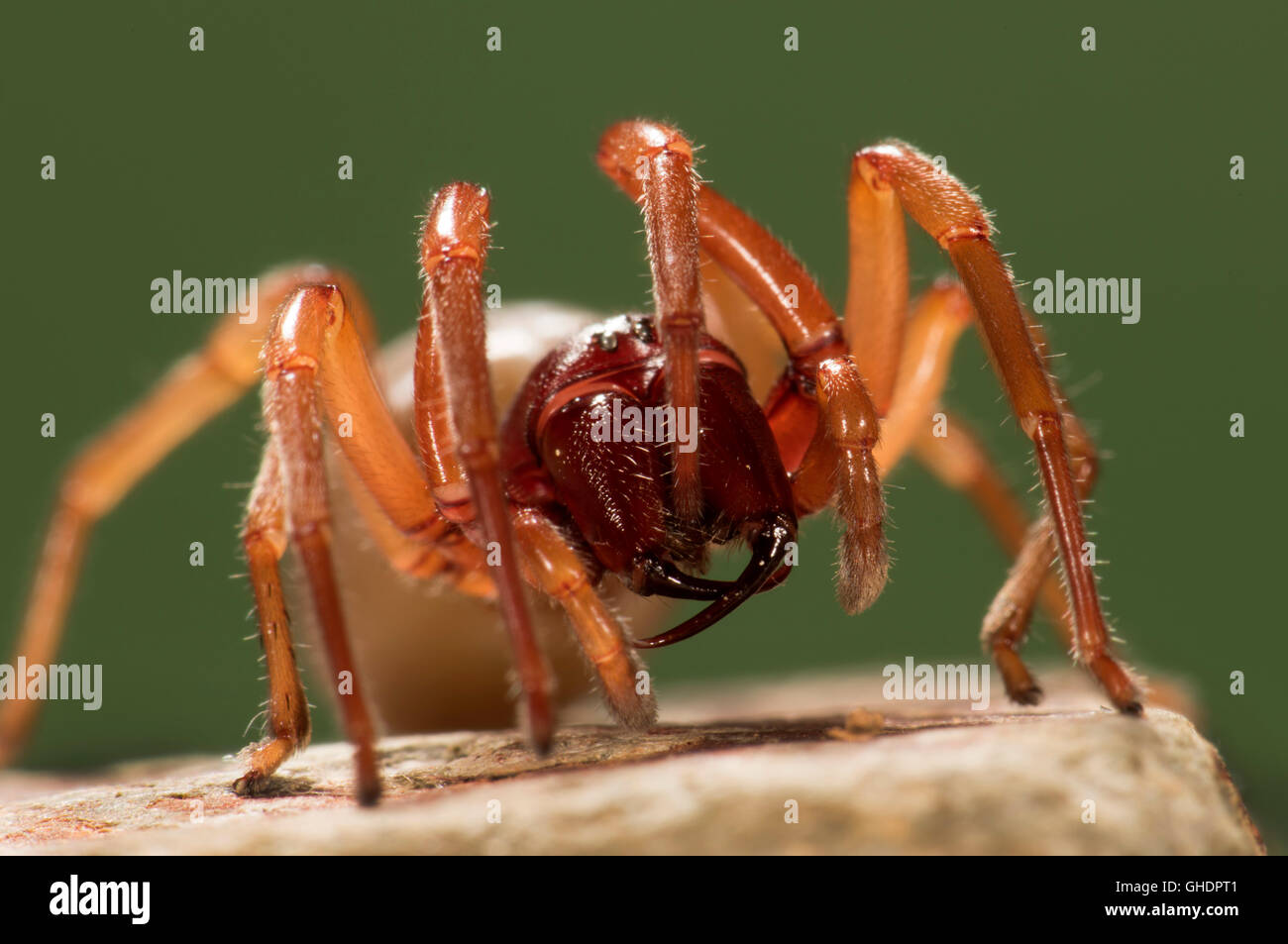 Araignée Dysdera crocata UK cloporte Banque D'Images