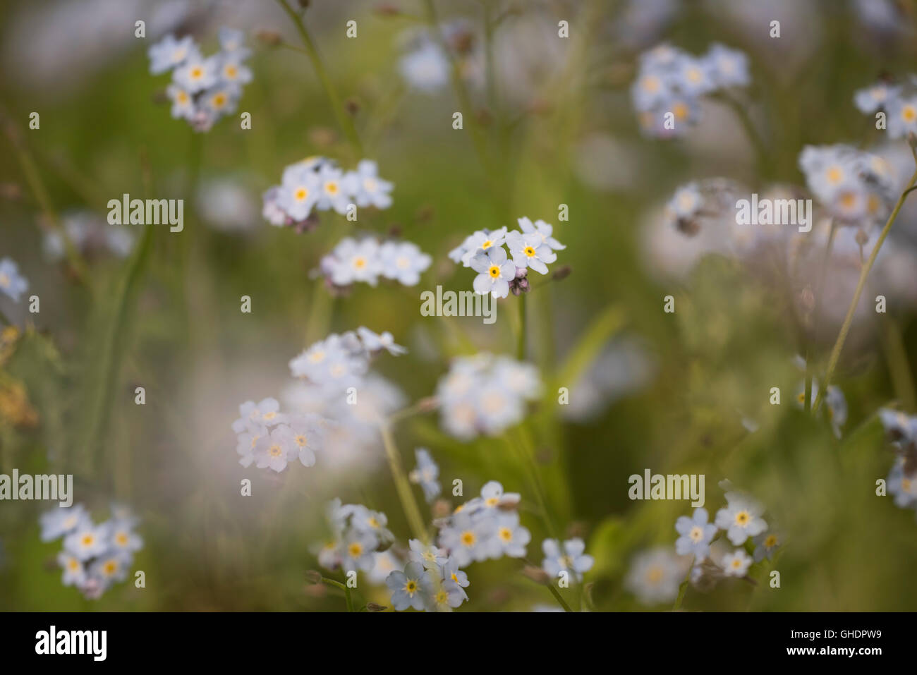 Bois forget-me-not Mysotis sylvatica UK Banque D'Images