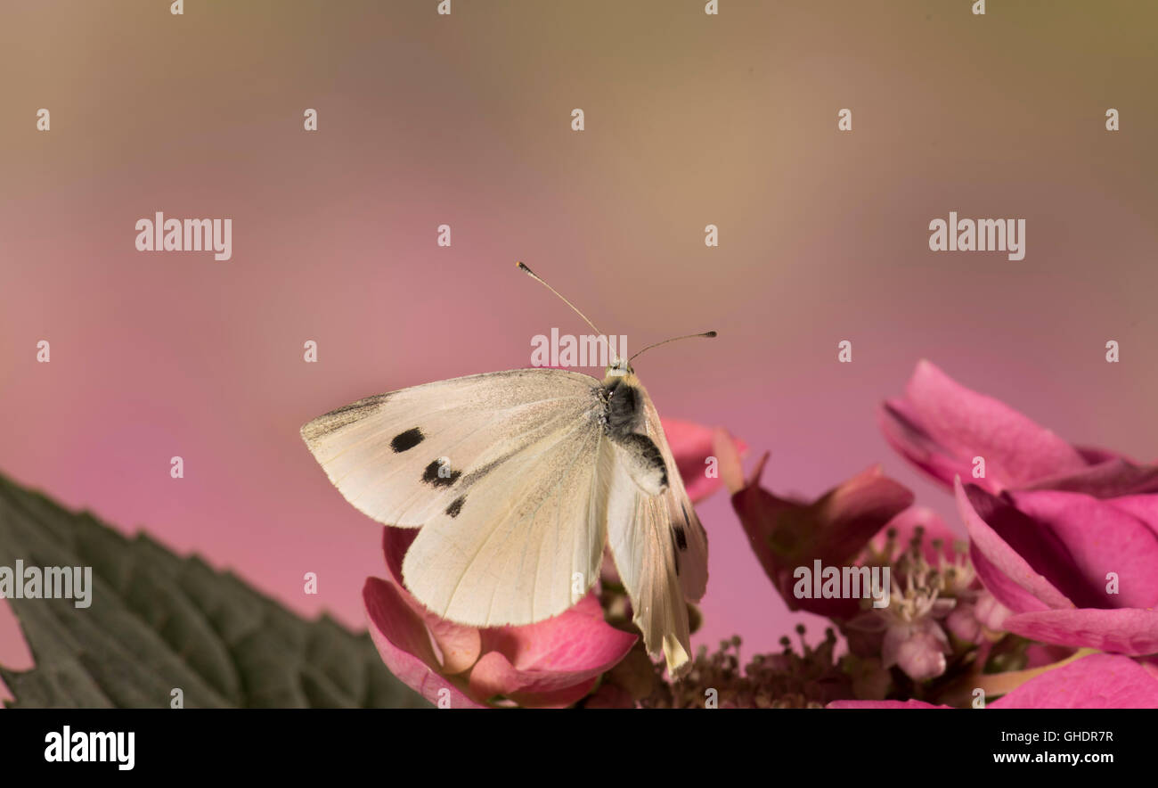 Grand Papillon Blanc Pieris brassicae UK Banque D'Images