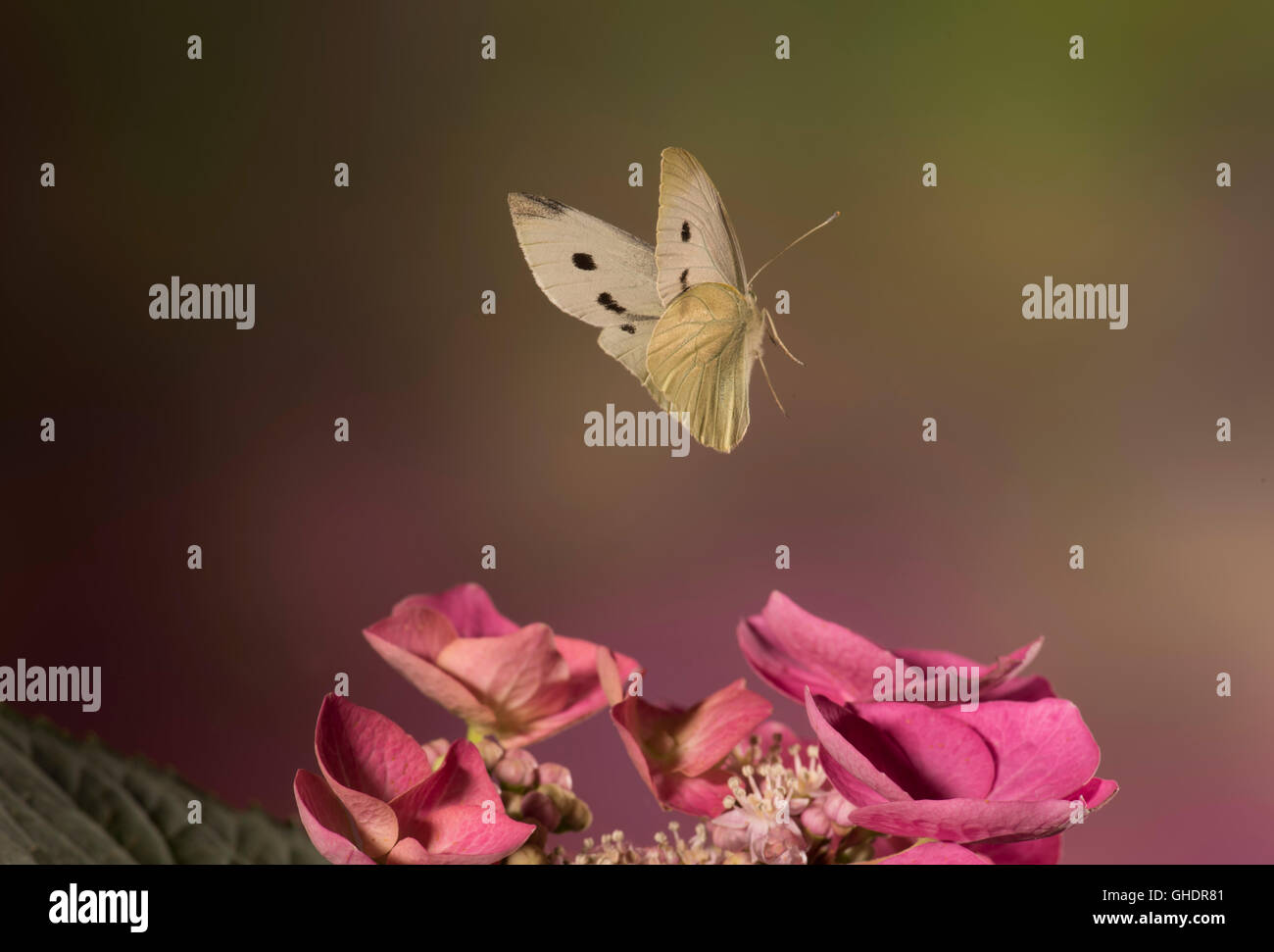 Grand Papillon Blanc Pieris brassicae UK Banque D'Images