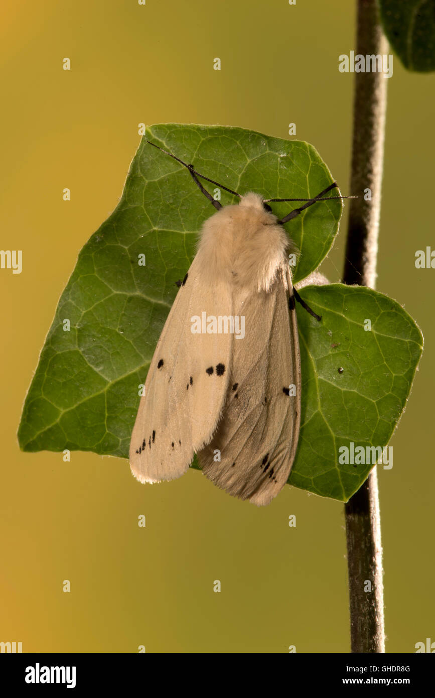 Spilosoma lubricipeda hyponomeute du pommier blanc Banque D'Images