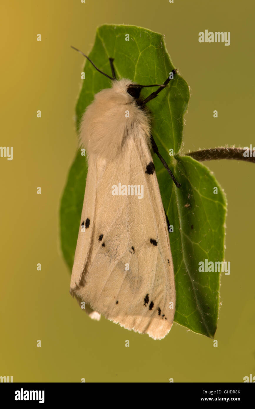 Spilosoma lubricipeda hyponomeute du pommier blanc Banque D'Images