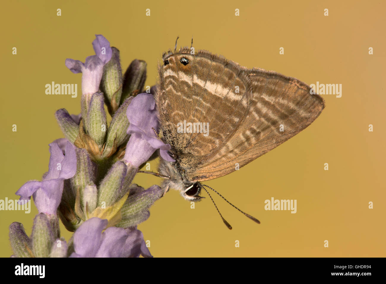 Papillon Bleu à longue queue Lampides boeticus Banque D'Images