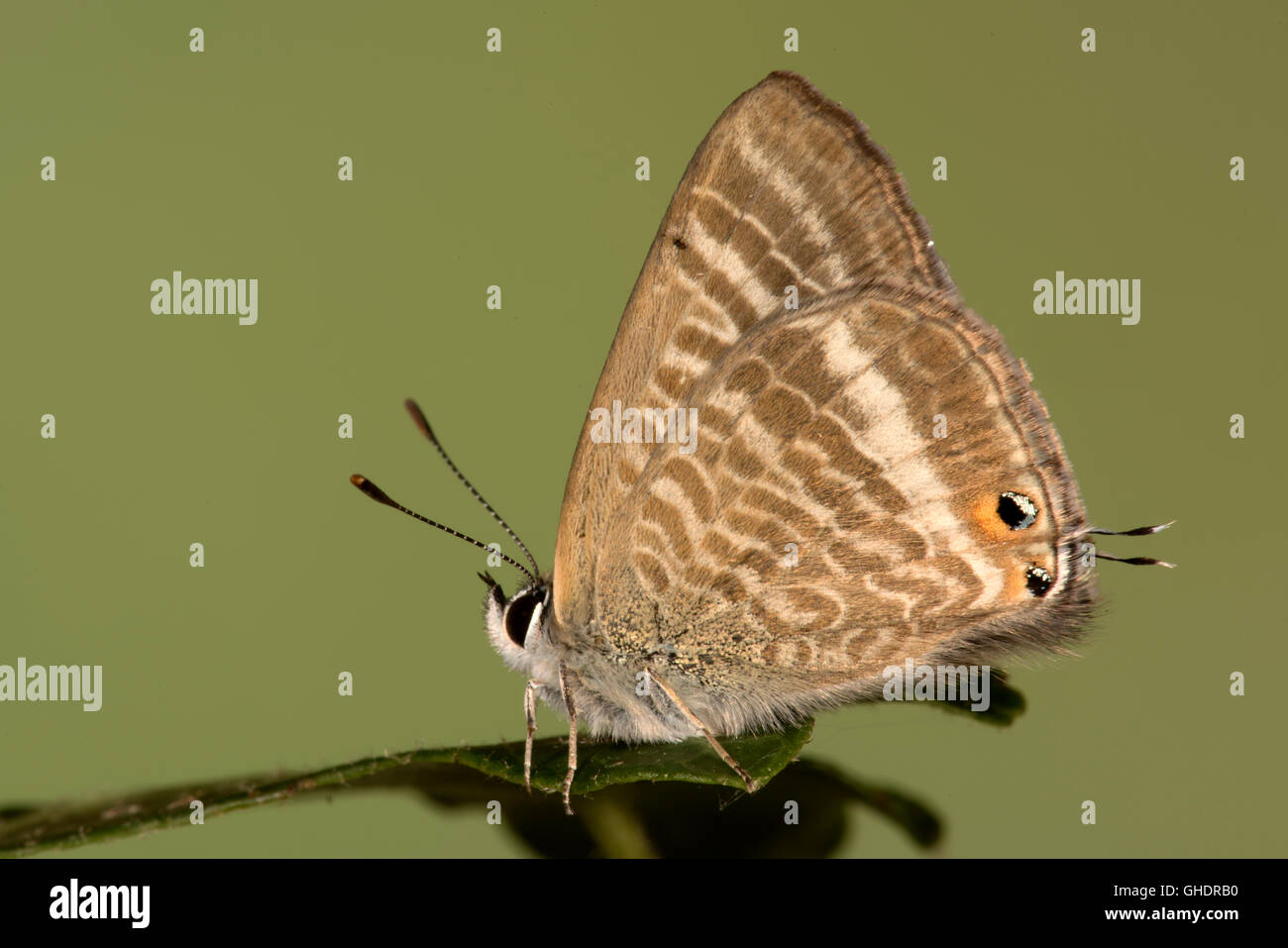 Papillon Bleu à longue queue Lampides boeticus Banque D'Images