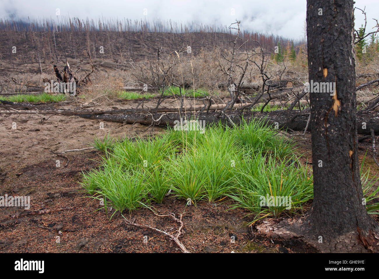 De nouvelles pousses d'herbe qui poussent sur la terre brûlée, entre les troncs d'arbres calcinés après des incendies, Jasper National Park, Alberta, Canada Banque D'Images