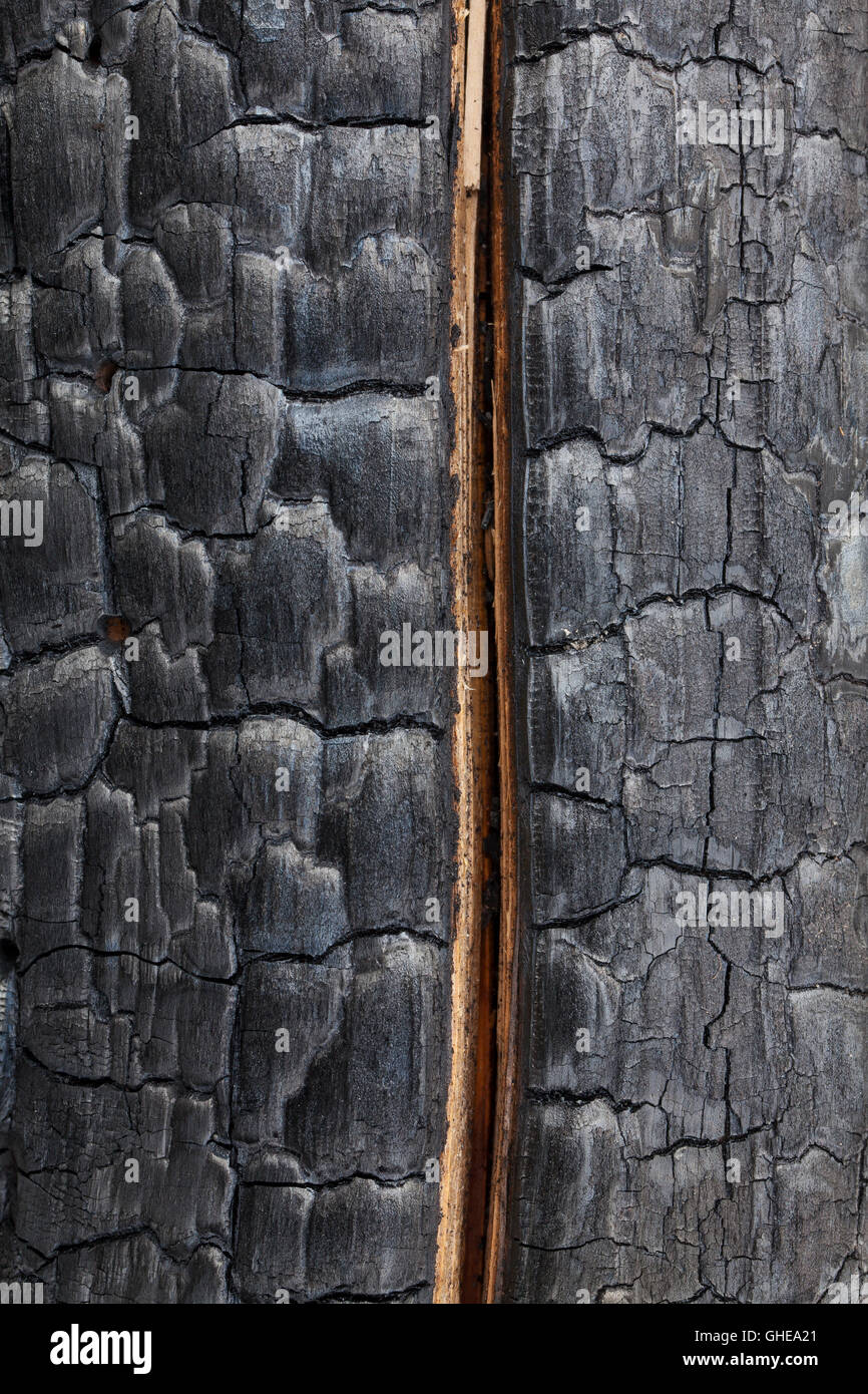 Close up of charred tronc de l'arbre brûlé et divisé par un feu de forêt Banque D'Images