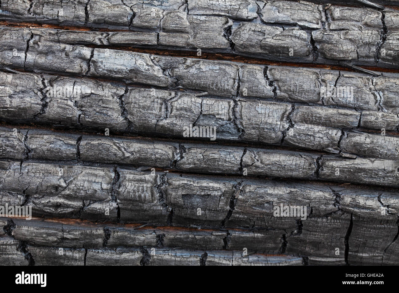 Close up of charred tronc de l'arbre brûlé par un feu de forêt Banque D'Images