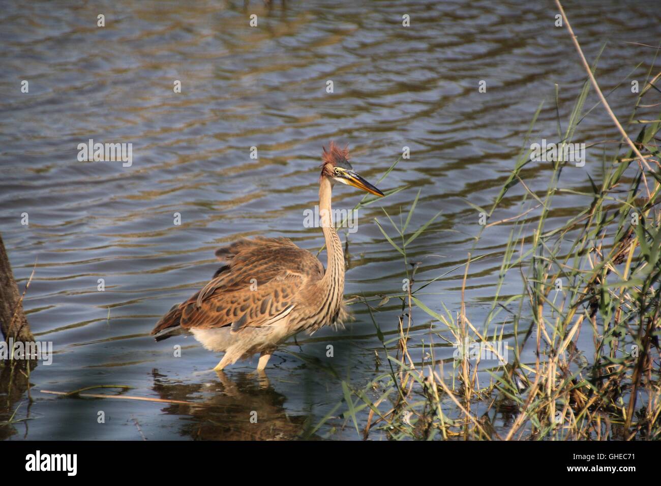 Héron pourpré de patauger dans l'eau. Banque D'Images