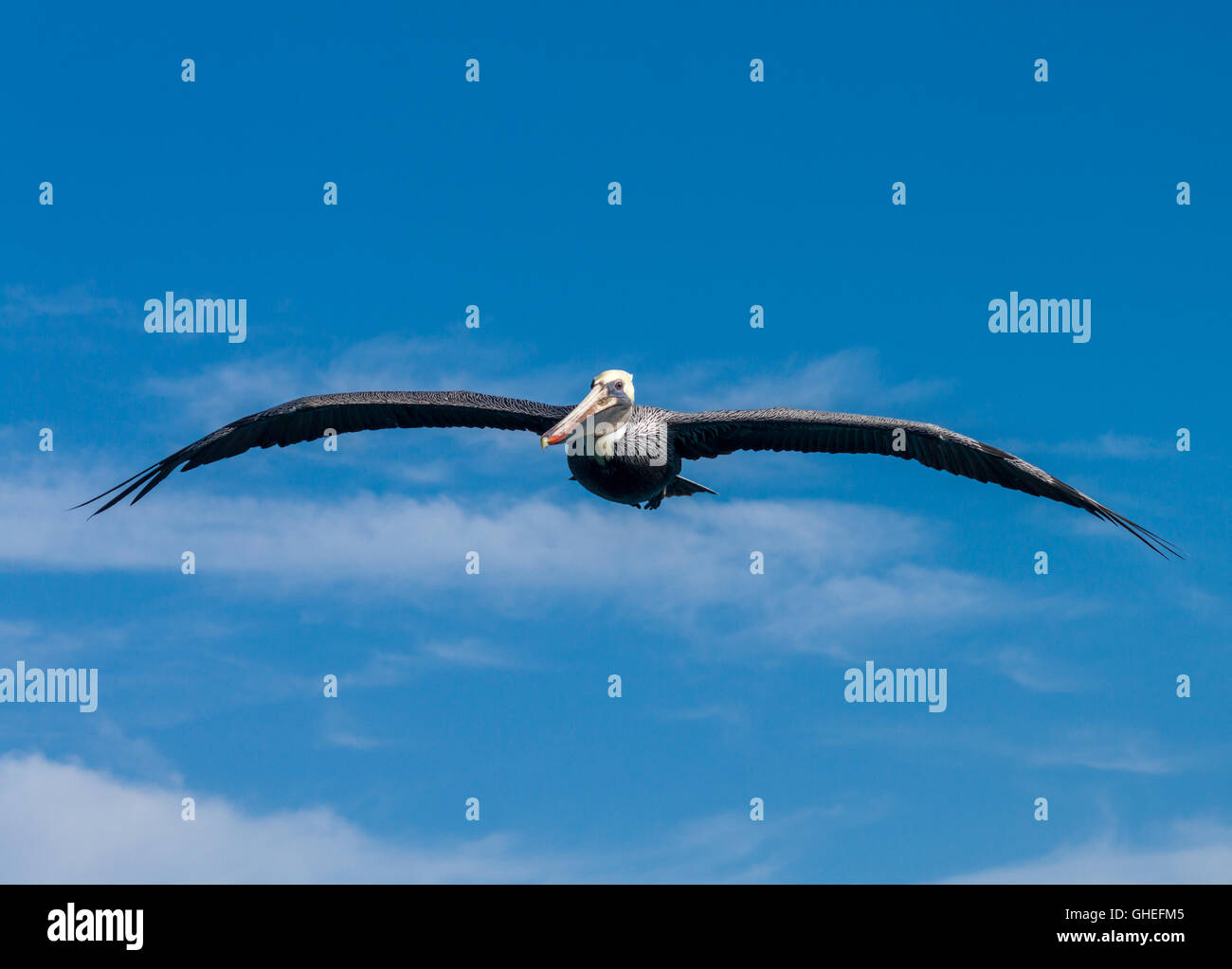 Pelican planeur sur une journée ensoleillée Banque D'Images