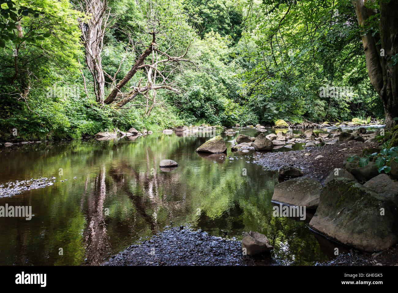 Arbre mort reflète dans l'eau de la rivière d'amandes, de Livingston, en Écosse Banque D'Images