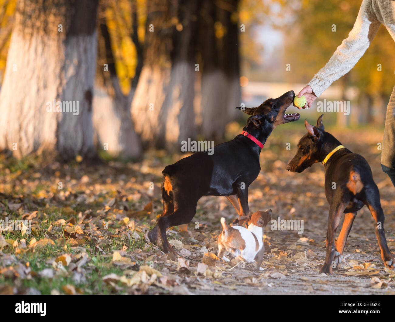 Dobermann avec propriétaire dans la formation Banque D'Images