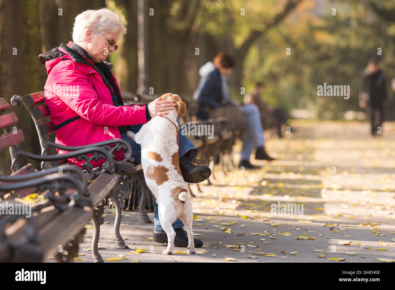 Vieille Femme avec un chien in autumn park Banque D'Images