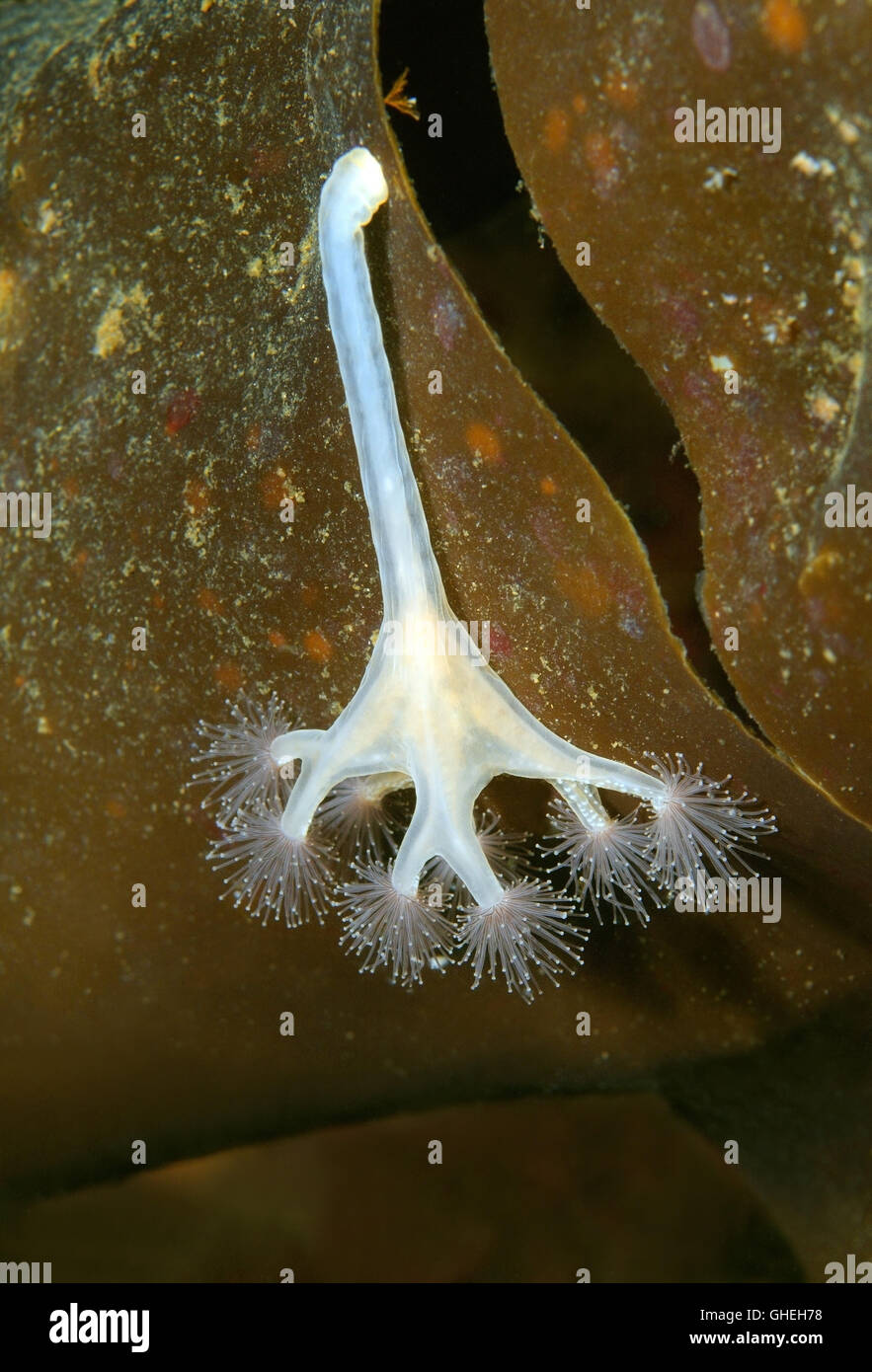 Les Méduses méduses kaléidoscope ou pédonculées (Lucernaria quadricornis) Mer Blanche, l'Arctique russe Banque D'Images