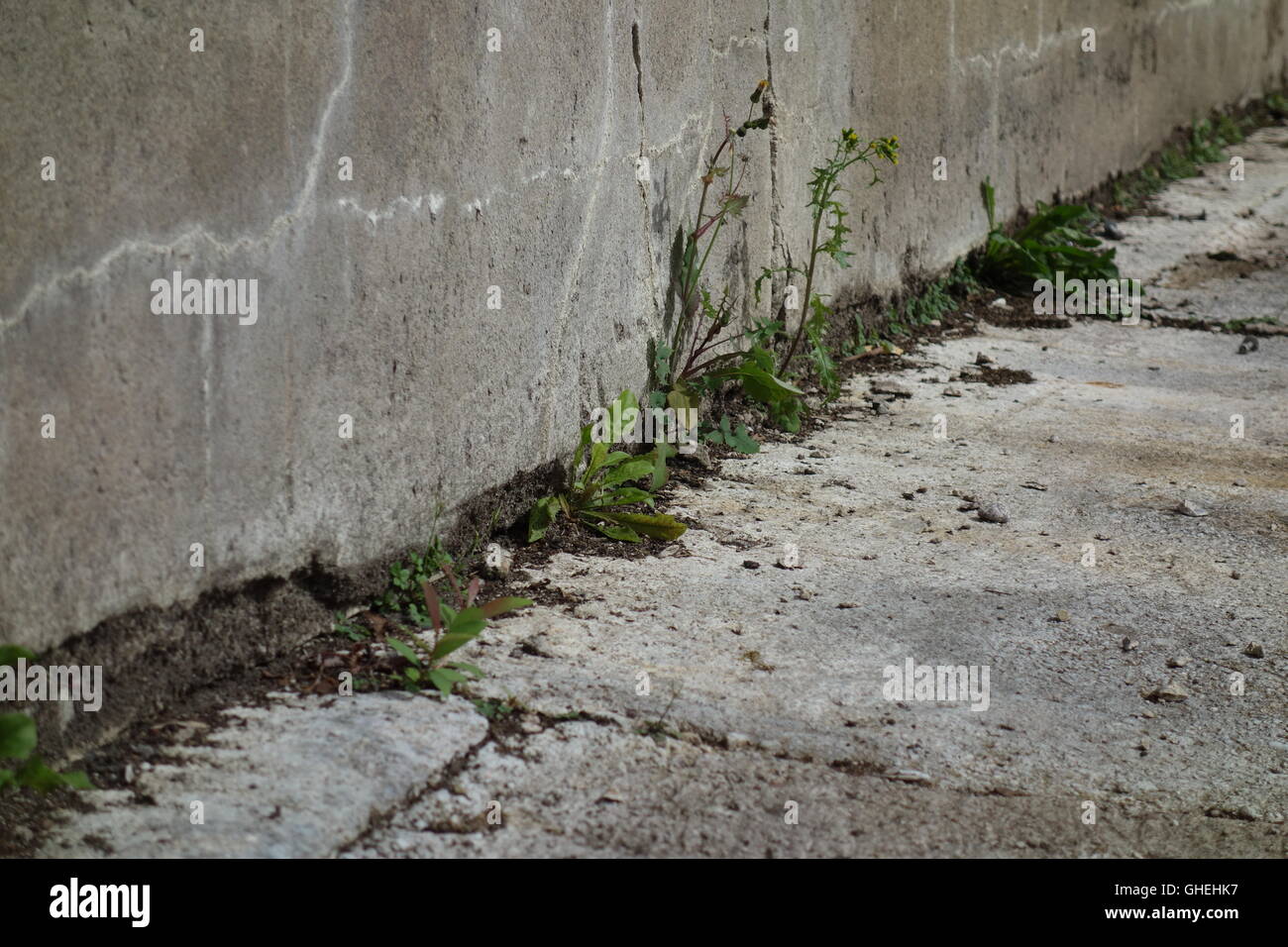 Les mauvaises herbes qui poussent à partir de fissures sur mur en béton Banque D'Images