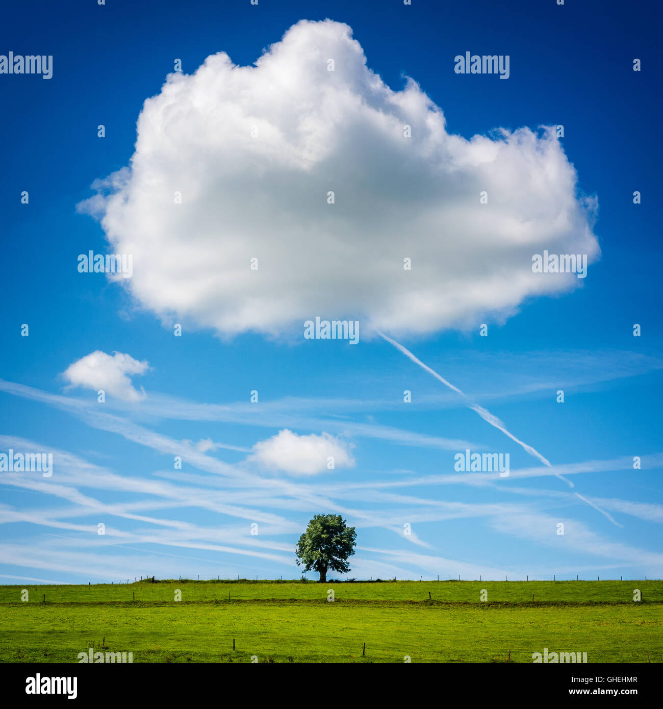 Lone Tree in Field avec de gros nuages au-dessus Banque D'Images