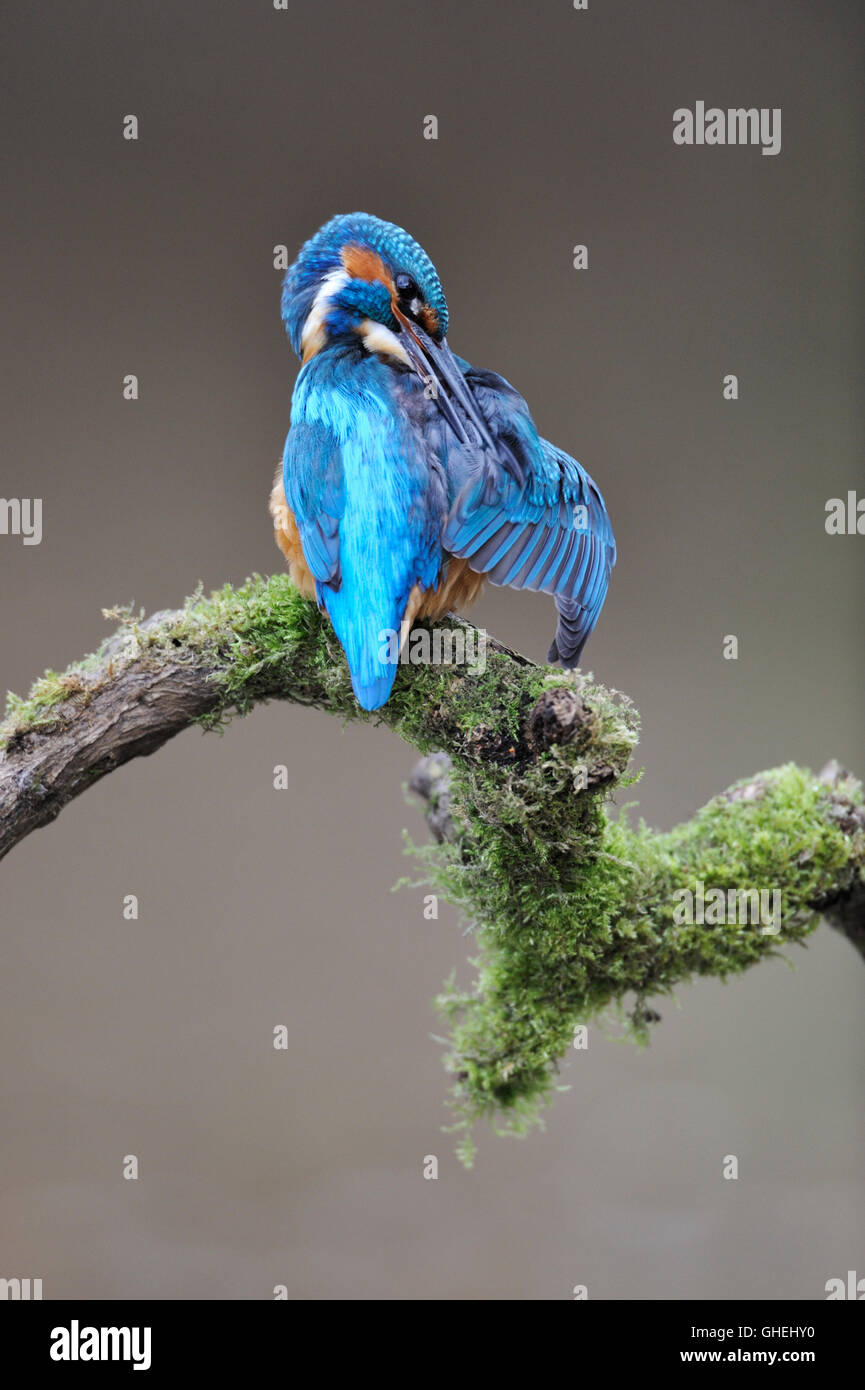 Kingfisher (Alcedo atthis commun) - UK Banque D'Images