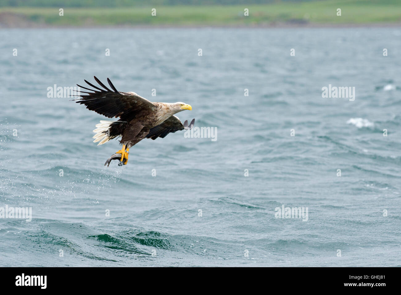L'aigle de mer à queue blanche (Haliaetus albicilla) - UK Banque D'Images