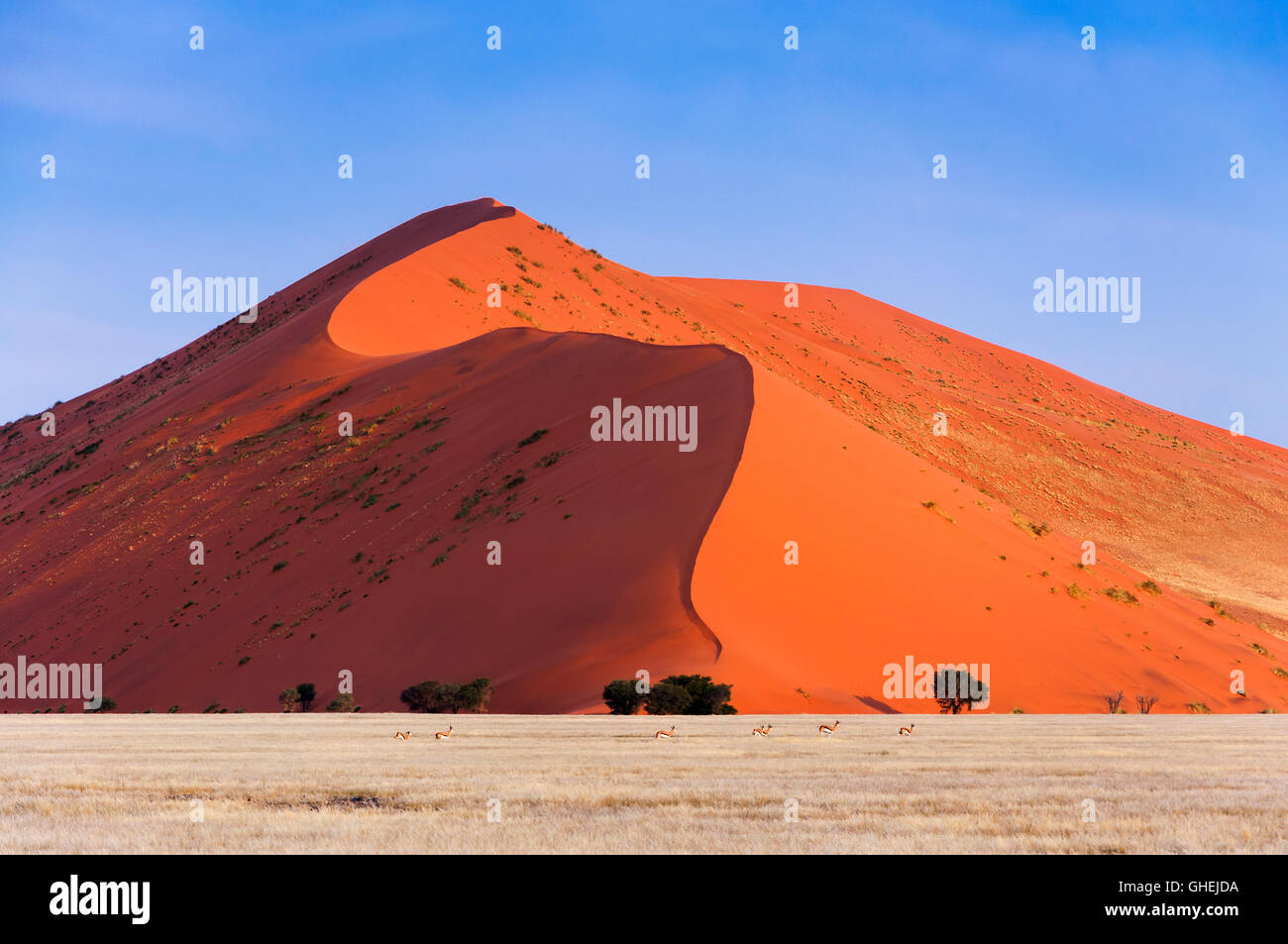Troupeau de Springbok en passant en face d'une dune de Sossusvlei, rouge de Namibie ; Concept pour voyager en Afrique et Safari Banque D'Images Troupeau de Springbok en passant en face d'une dune de Sossusvlei, rouge de Namibie ; Concept pour voyager en Afrique et Safari Banque D'Images