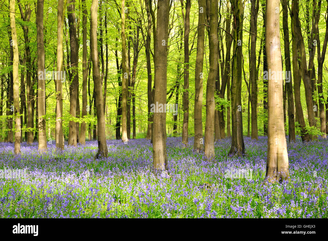British Bluebells (Hyacinthoides non scriptus) dans un bois de hêtre - France Banque D'Images