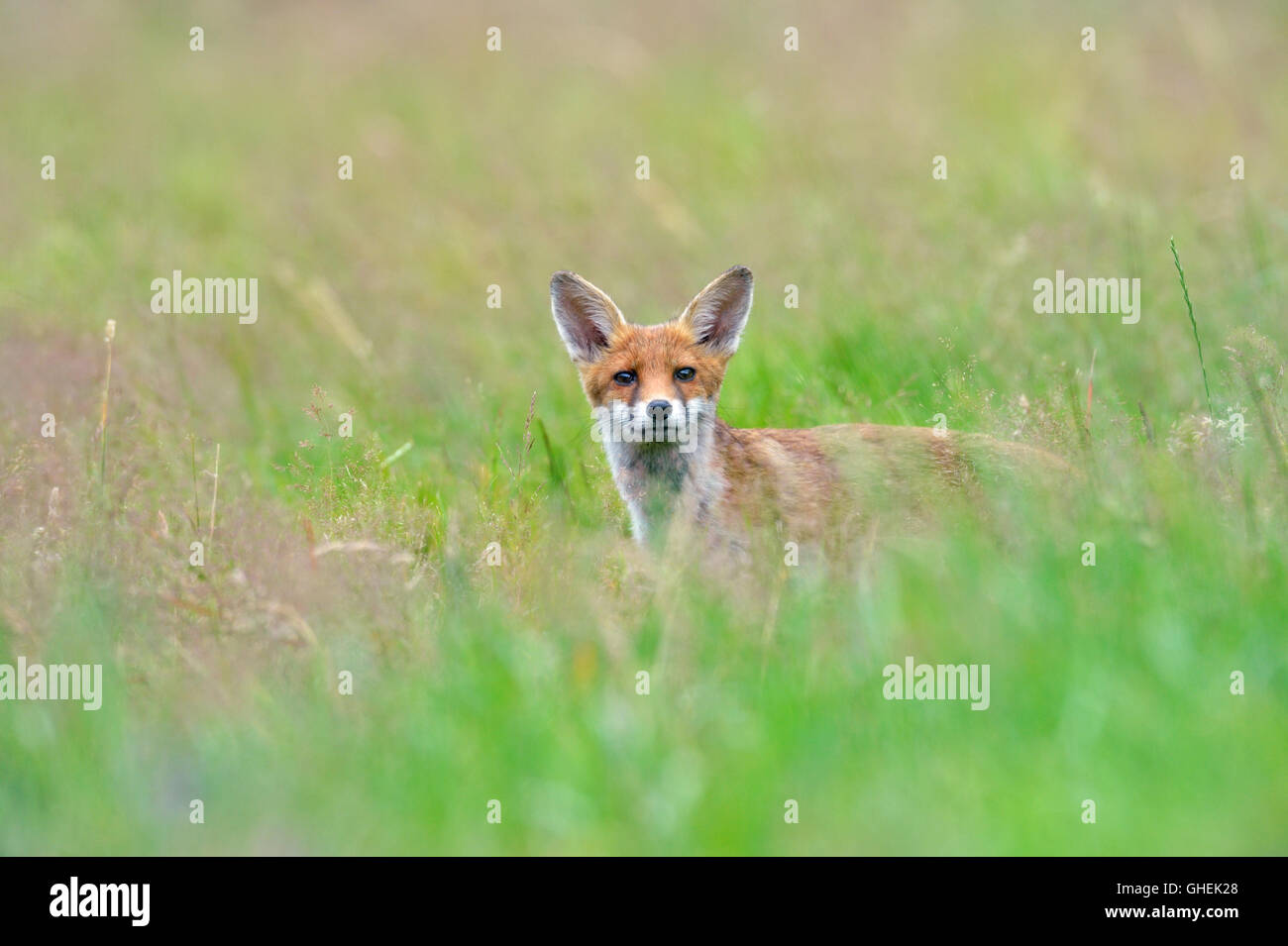 Cub red fox (Vulpes vulpes), Royaume-Uni Banque D'Images