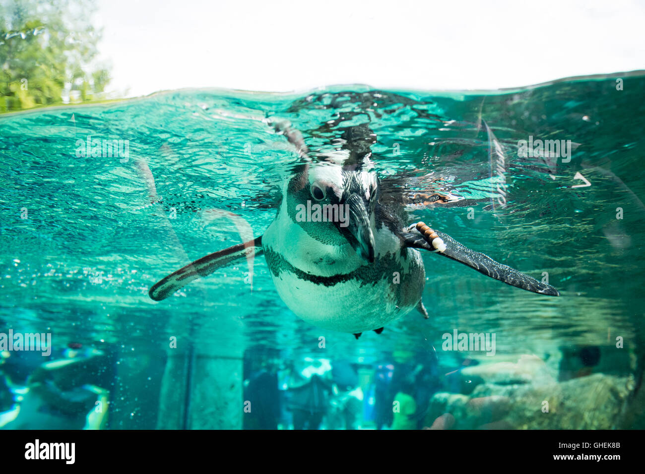 Manchot, en captivité, la natation à l'Aquarium de Vancouver à Vancouver, Colombie-Britannique, Canada. Banque D'Images