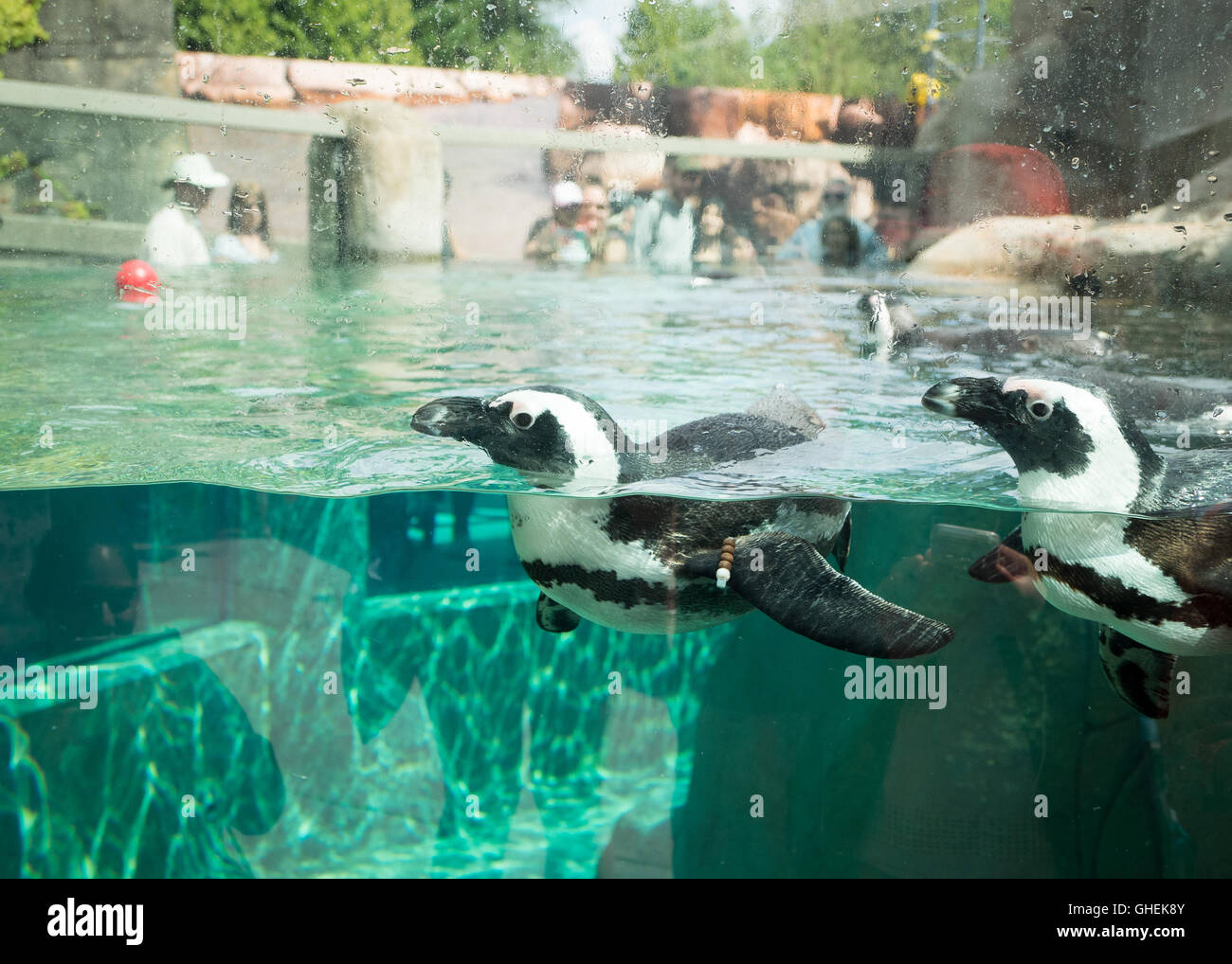 Pingouins africains, en captivité, la natation à l'Aquarium de Vancouver à Vancouver, Colombie-Britannique, Canada. Banque D'Images