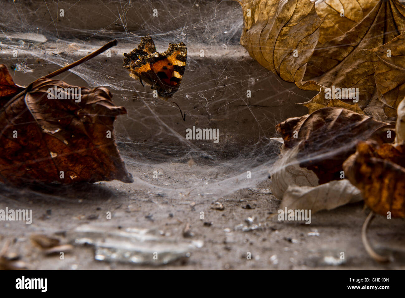 Les restes d'un petit papillon d'écaille et de feuilles mortes à l'intérieur d'un site web les araignées dans le Harperbury abandonné l'hôpital. Banque D'Images