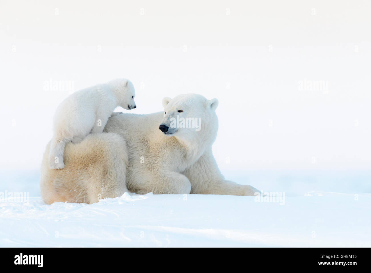 Mère de l'ours polaire (Ursus maritimus) couché sur la toundra et jouer avec de nouveaux nés cub, Parc National de Wapusk, Manitoba, Canada Banque D'Images