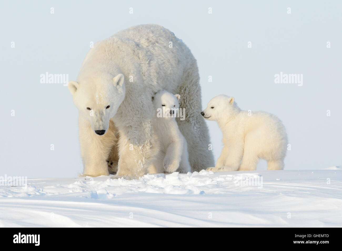 Mère de l'ours polaire (Ursus maritimus) marche sur tundra avec deux oursons, Parc National de Wapusk, Manitoba, Canada Banque D'Images
