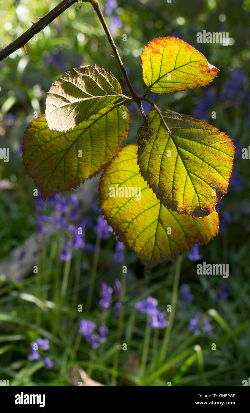 Les feuilles de mûrier (rétro-éclairé bluebells en arrière-plan) Banque D'Images