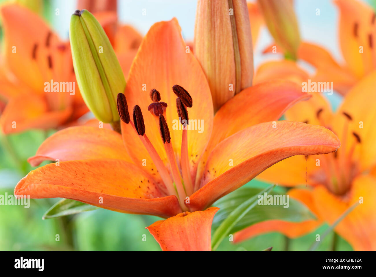 Lilium 'Orange' juin lily asiatique Nain Banque D'Images