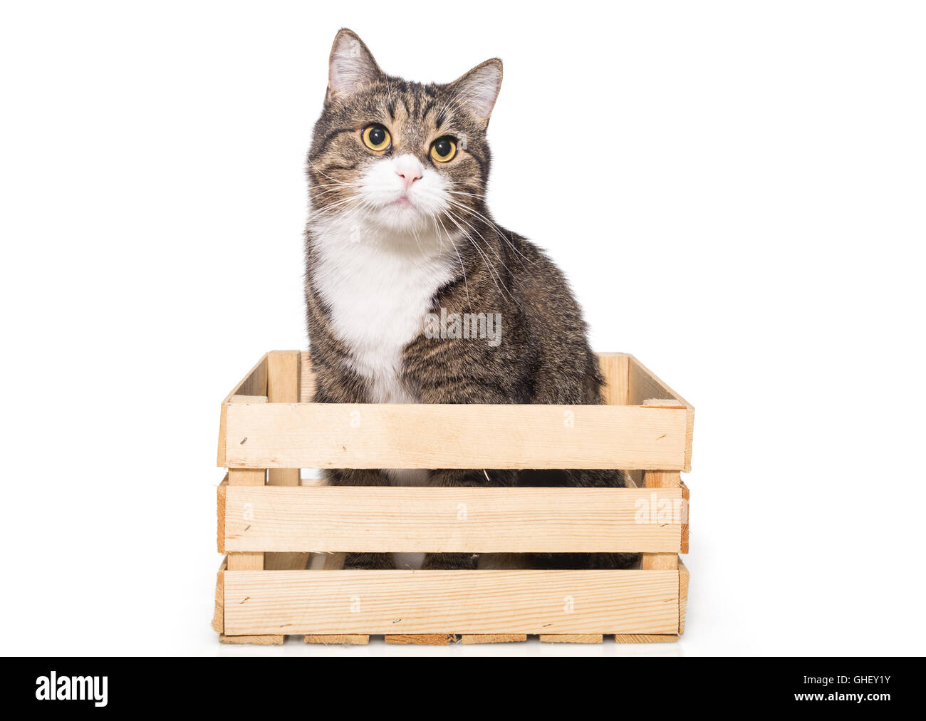 Le Grey house cat est assis tranquillement dans une boîte en bois, isolé sur blanc Banque D'Images