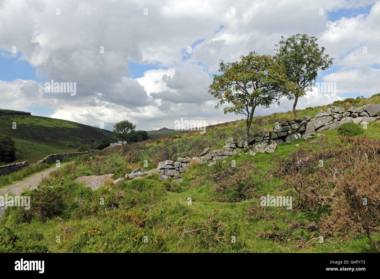 Deux arbres à côté de la voie de Wistmans Wood Dartmoor National Park, Devon, Angleterre Royaume-uni Banque D'Images