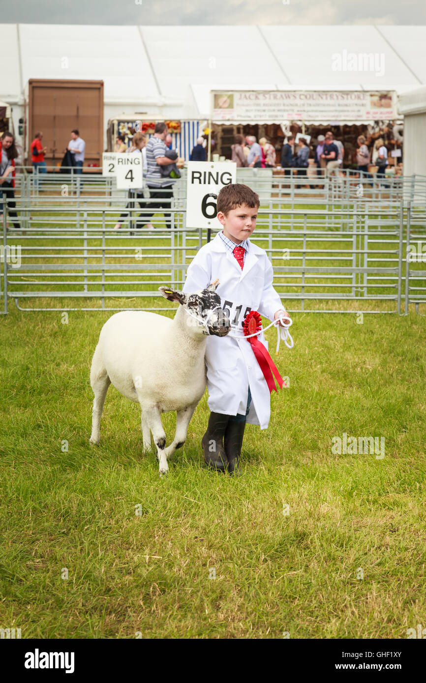 Un jeune garçon gagne le premier prix avec ses moutons à Cheshire County show UK 2016 Banque D'Images