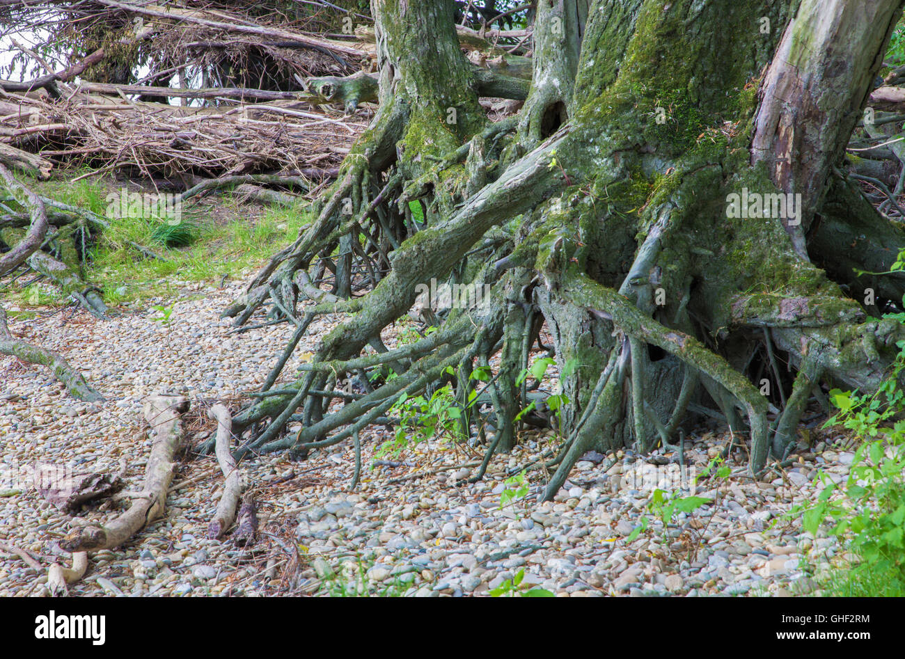 Forêt alluviale sur le front du Danube dans le parc national de Donau-Auen Autriche. Banque D'Images