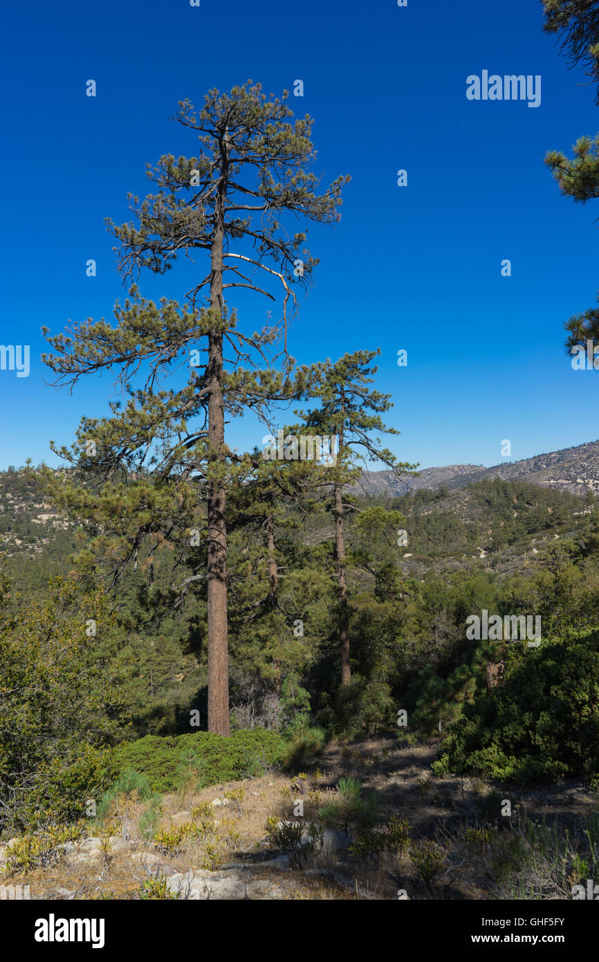 Mourir seul pin en Angeles National Forest. Banque D'Images