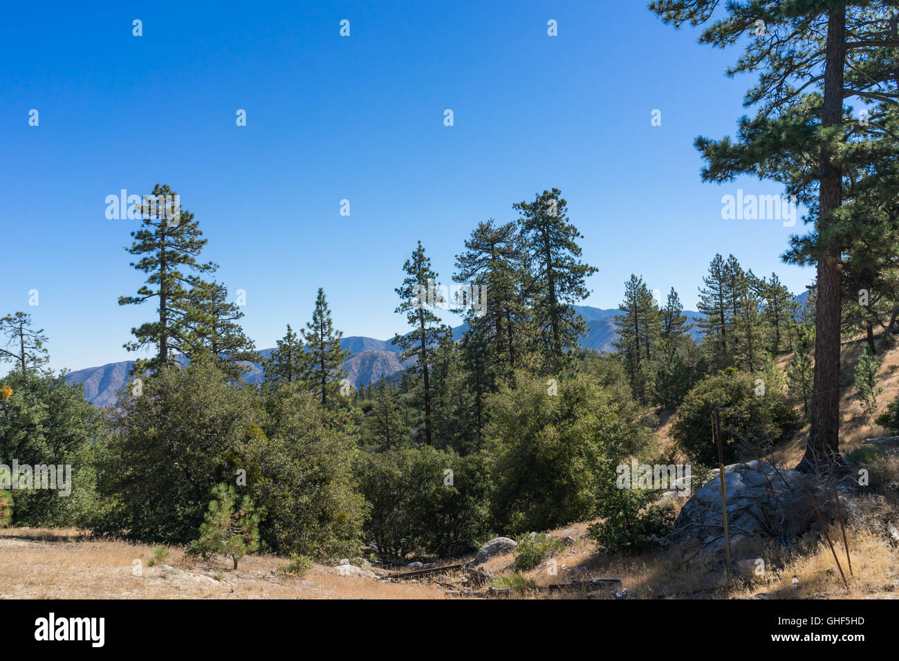 Mountain meadow ouvrir dans Angeles National Forest de la Californie du sud. Banque D'Images