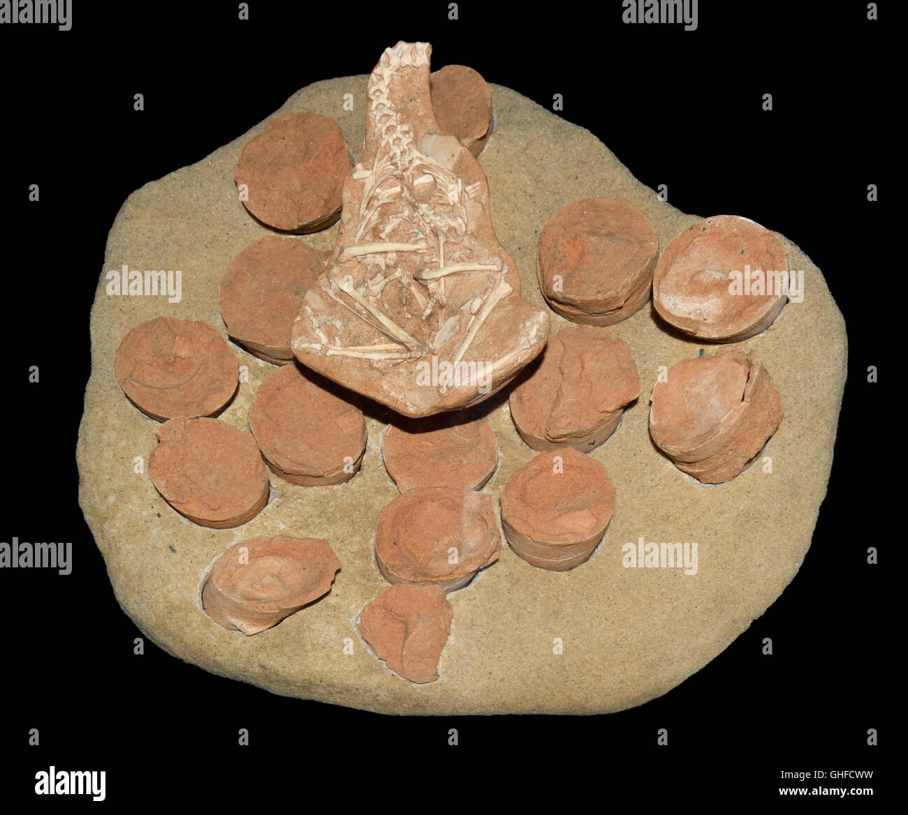 Des fossiles de dinosaures avec nid d'œufs et un troodontidé, récemment éclos Byronosaurus sp., fin du Crétacé 80 mya, Mongolie Banque D'Images