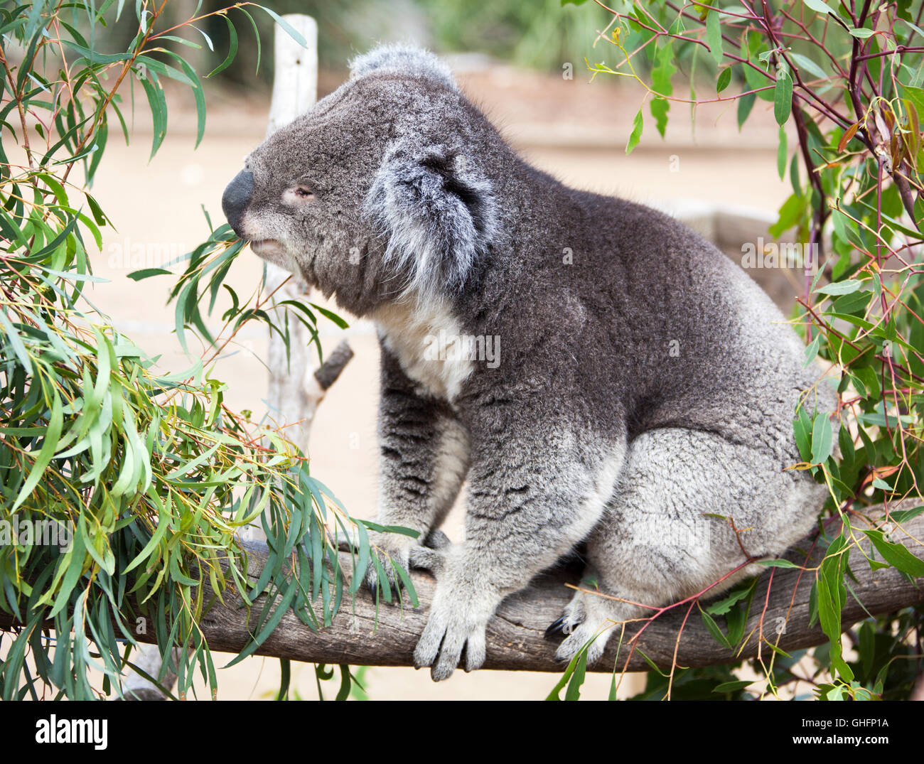 Fermer la vue du koala manger les feuilles de la faune et de la réservation (Tasmanie, Australie). Banque D'Images