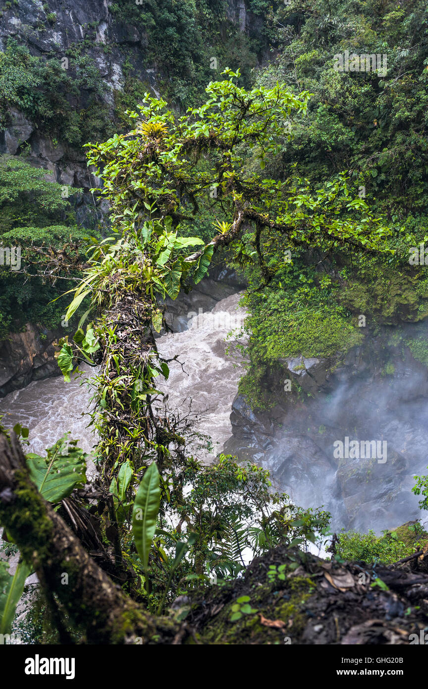 Jungle rivière de montagne, la partie de cascade Pailon del Diablo dans les Andes. Banos. L'Équateur Banque D'Images