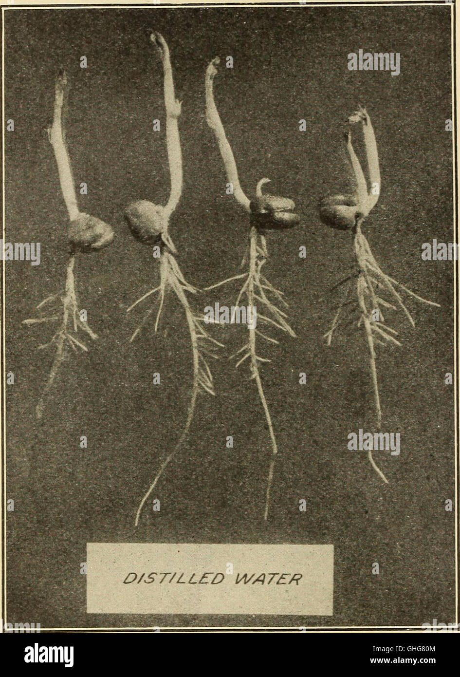 Cette étude de 1912 explore comment les racines des plantes absorbent et excrètent les sels, en étudiant les effets de la concentration et de la composition de la solution de culture sur ces processus. Banque D'Images