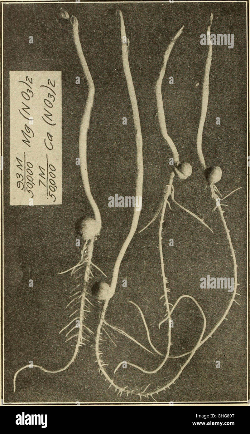 Une étude de 1912 sur la façon dont les racines des plantes absorbent et excrètent les sels, en se concentrant sur l'influence de la concentration et de la composition des solutions de culture. Banque D'Images